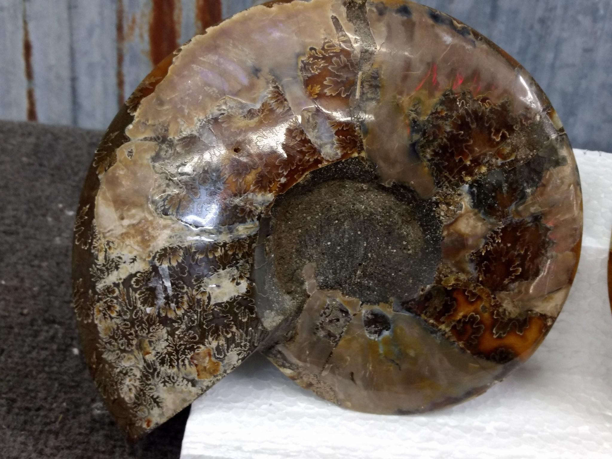 Beautiful Split & Polished Ammonite Fossil With Lots Of Crystallization Both Pieces For One Money 