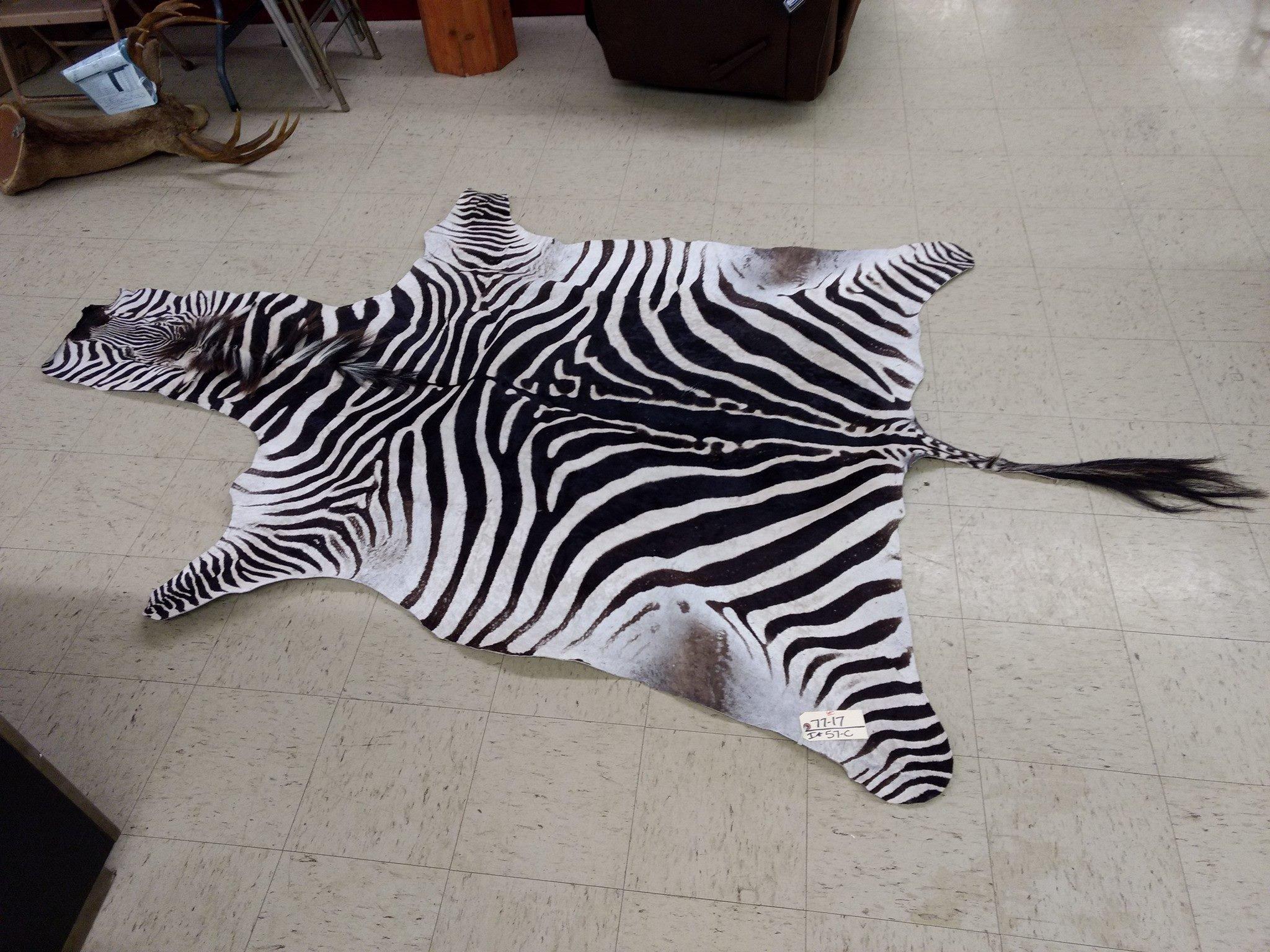Recently Tanned Zebra Skin Great Markings 120" long X 72" wide