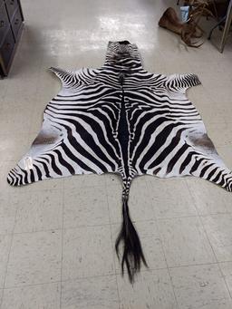 Recently Tanned Zebra Skin Great Markings 120" long X 72" wide
