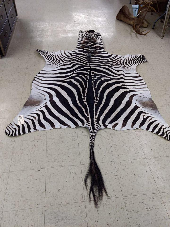 Recently Tanned Zebra Skin Great Markings 120" long X 72" wide