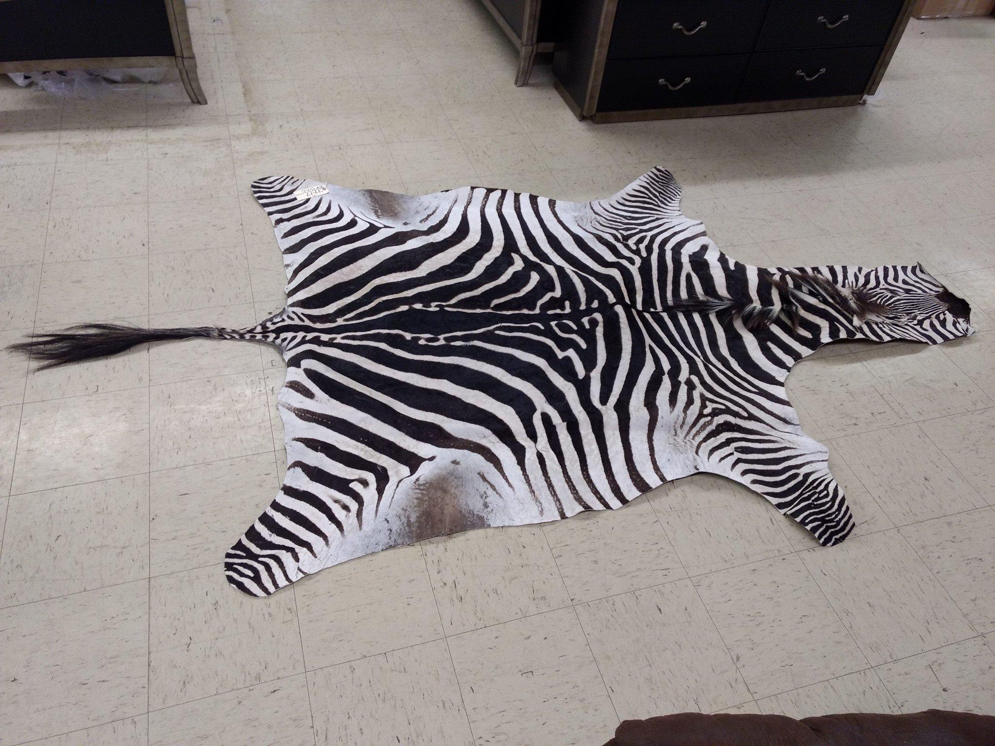 Recently Tanned Zebra Skin Great Markings 120" long X 72" wide