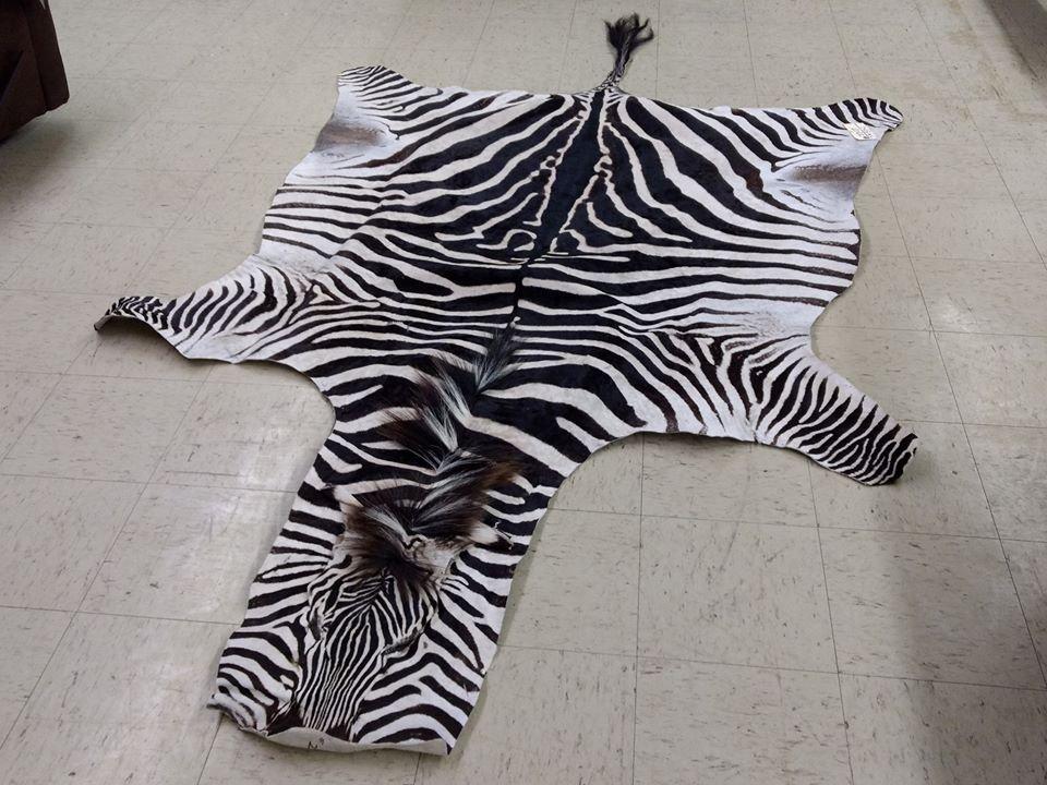 Recently Tanned Zebra Skin Great Markings 120" long X 72" wide