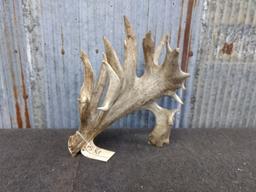 159" Cut Off Antler Turned Into A Shed By Artist Tom Sexton 5 Points Studio 