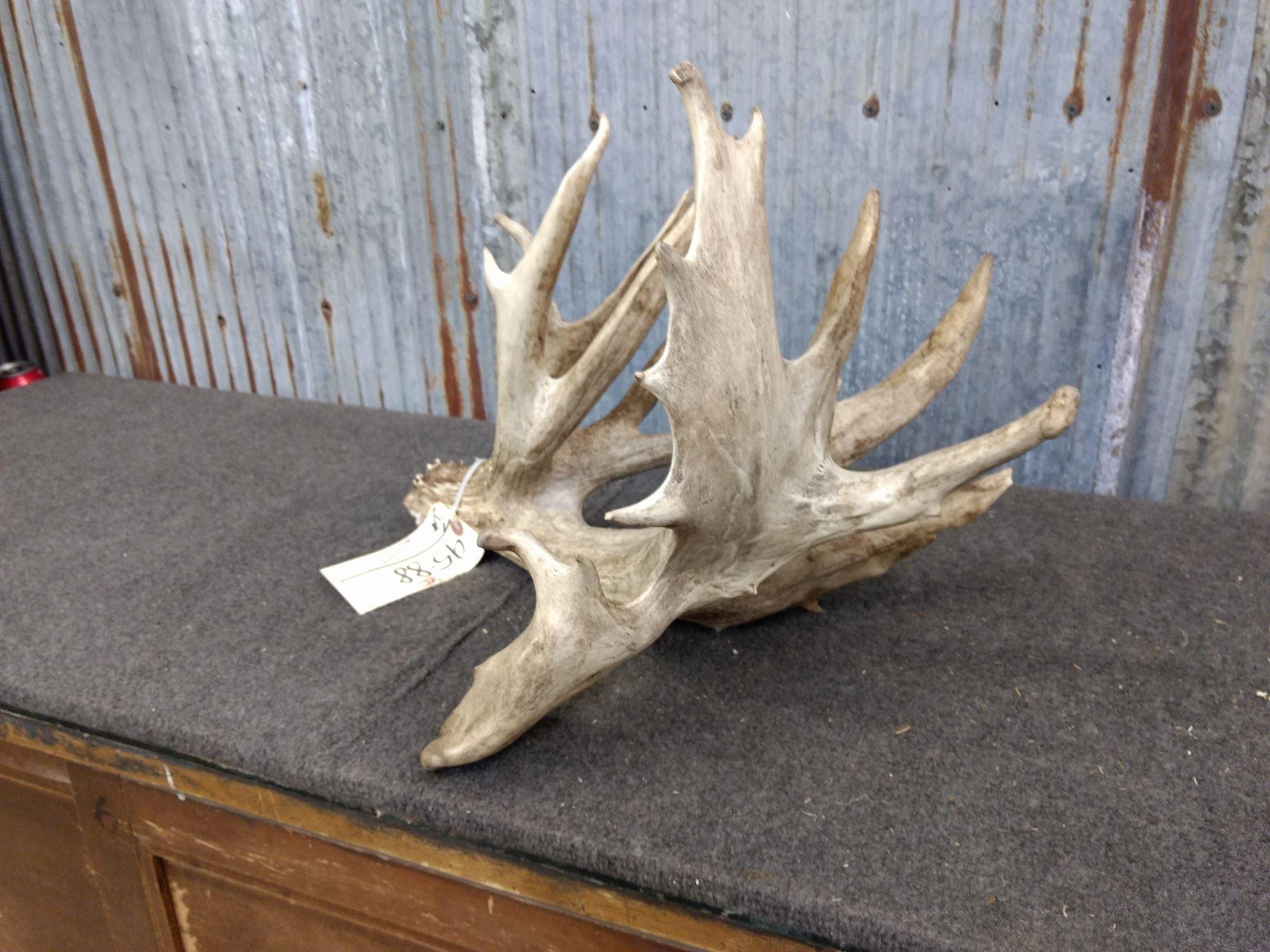 159" Cut Off Antler Turned Into A Shed By Artist Tom Sexton 5 Points Studio 
