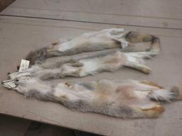 3 tanned coyote hides
