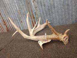 70 Class Whitetail Shed Antler