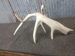 70 Class Whitetail Shed Antler