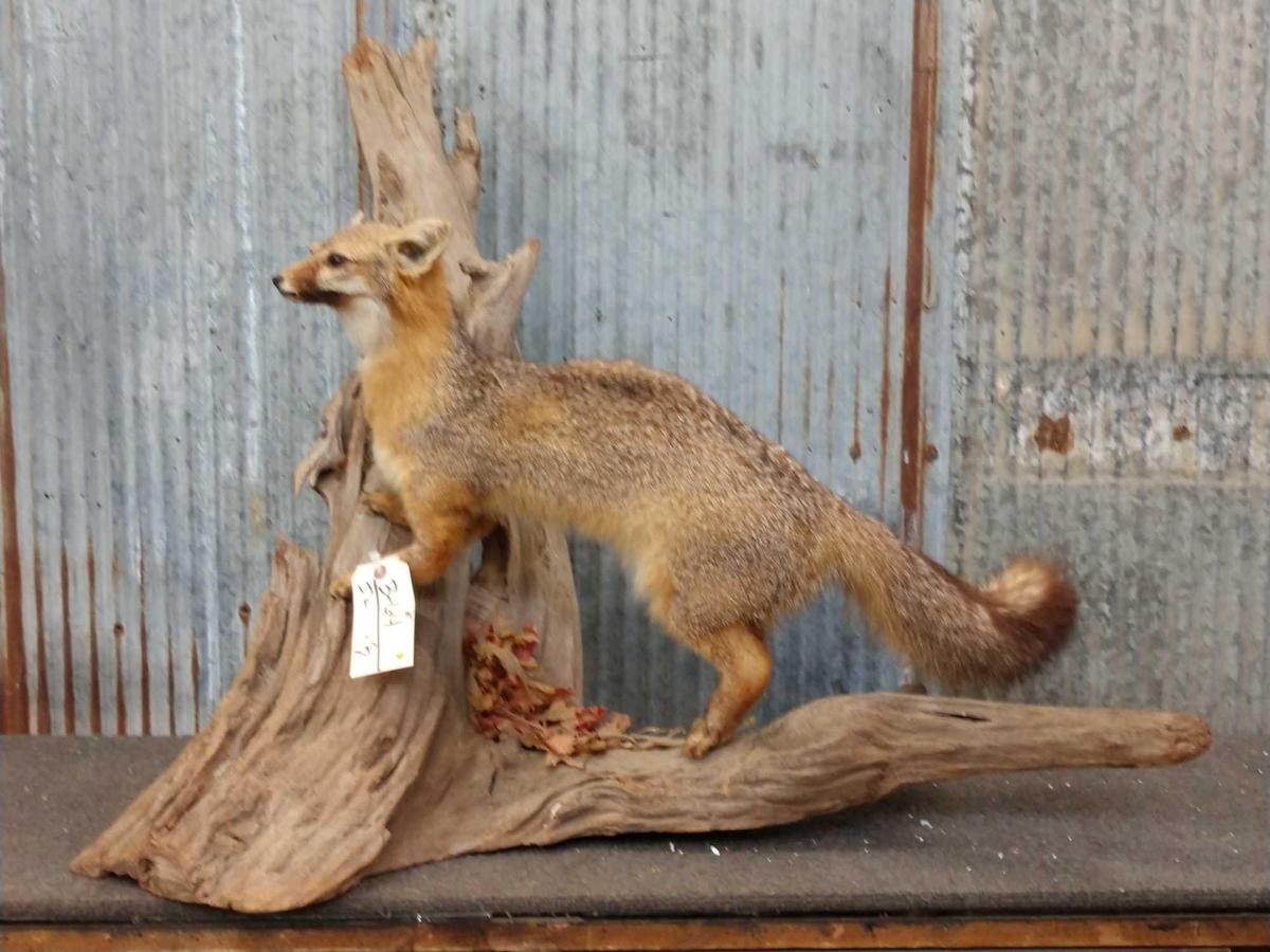 Grey Fox Full Body Taxidermy Mount