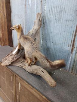 Grey Fox Full Body Taxidermy Mount