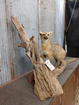 Grey Fox Full Body Taxidermy Mount
