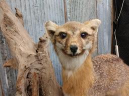 Grey Fox Full Body Taxidermy Mount