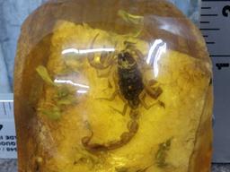 Scorpion In Depicted Fossilized Amber Taxidermy