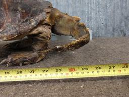 Snapping Turtle Full Body Taxidermy Mount
