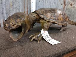 Snapping Turtle Full Body Taxidermy Mount