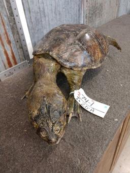 Snapping Turtle Full Body Taxidermy Mount