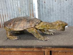 Snapping Turtle Full Body Taxidermy Mount