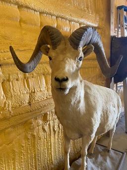 Alaskan Dall Sheep Full Body Taxidermy Mount