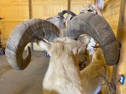 Alaskan Dall Sheep Full Body Taxidermy Mount