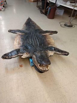Big Alligator Taxidermy Mount