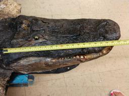 Big Alligator Taxidermy Mount