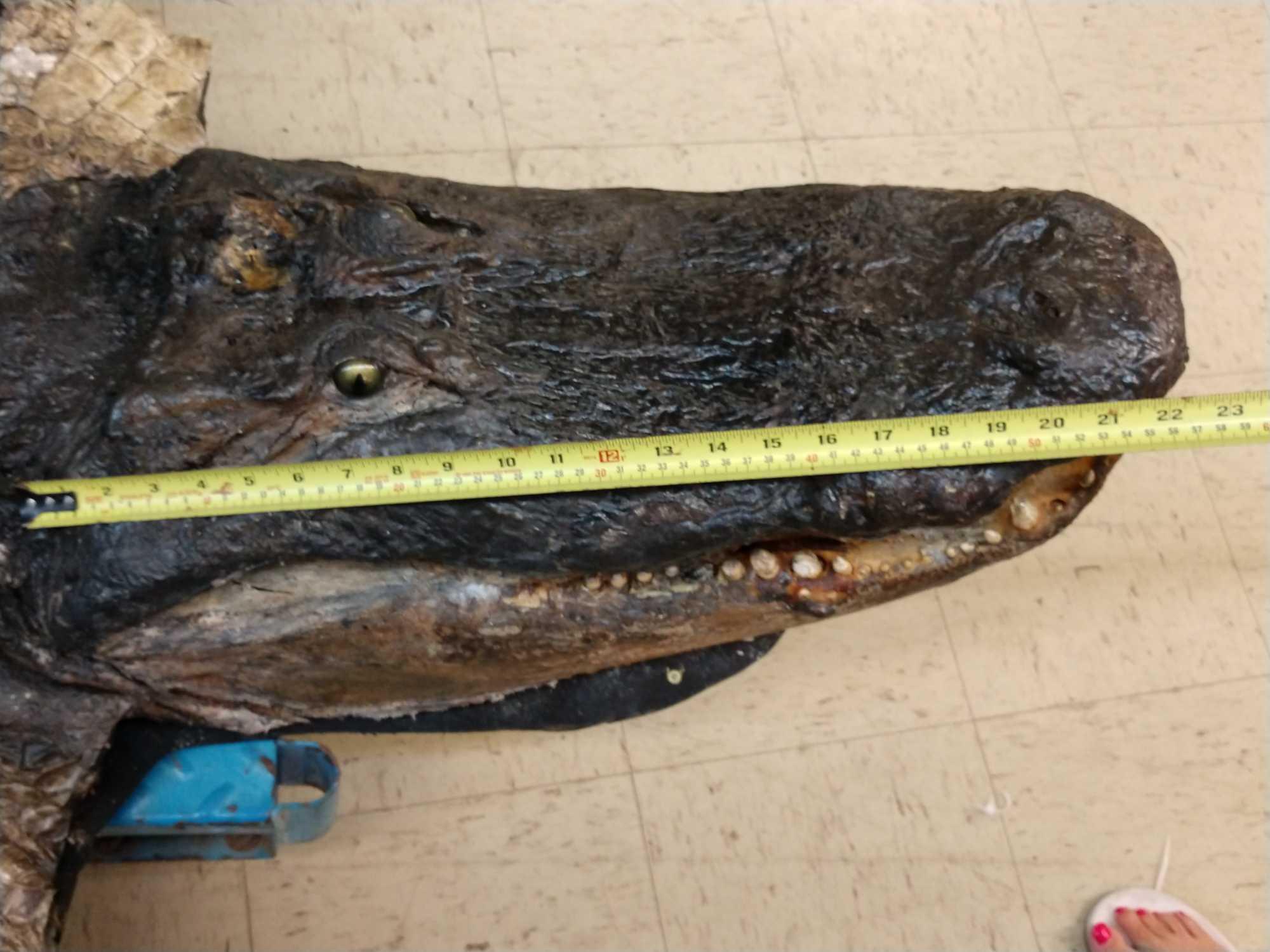 Big Alligator Taxidermy Mount
