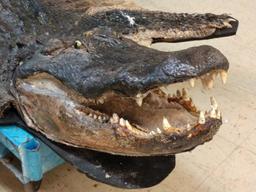 Big Alligator Taxidermy Mount