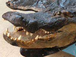 Big Alligator Taxidermy Mount