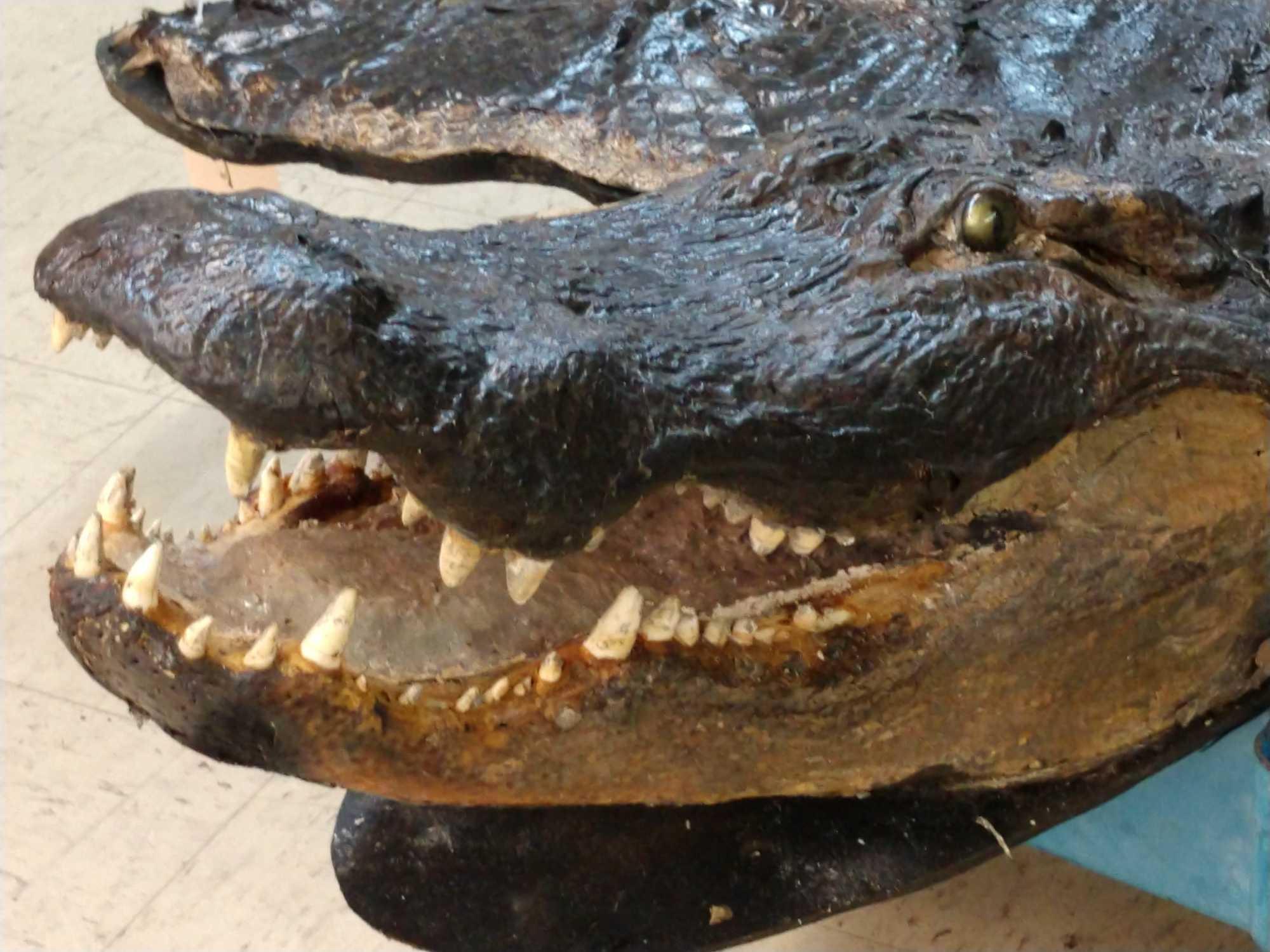 Big Alligator Taxidermy Mount