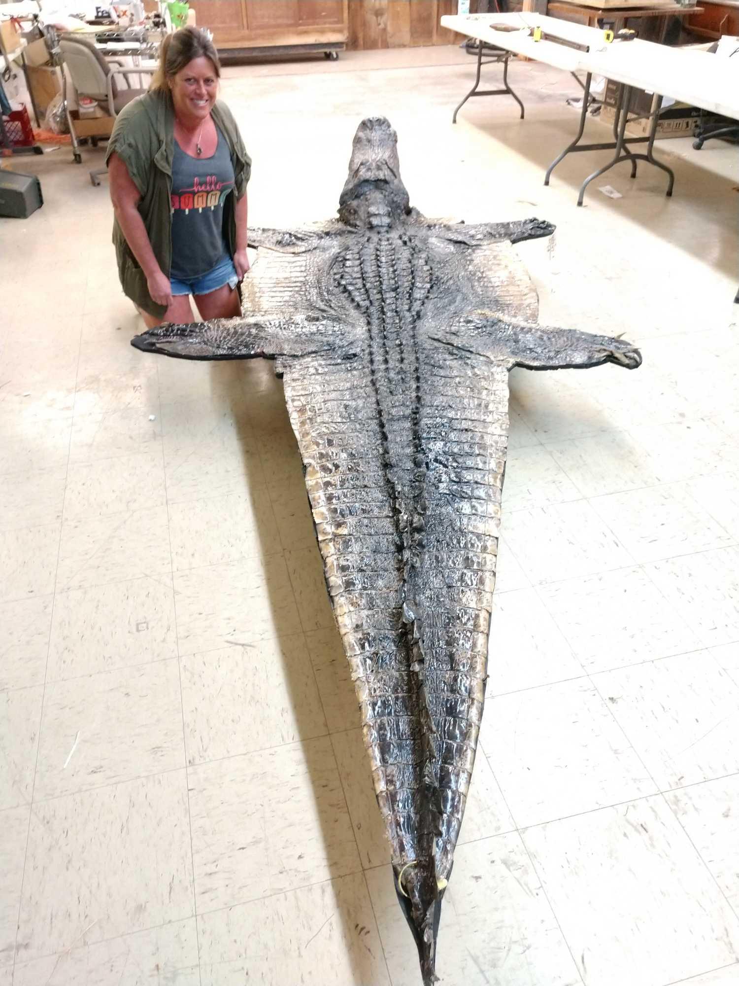 Big Alligator Taxidermy Mount