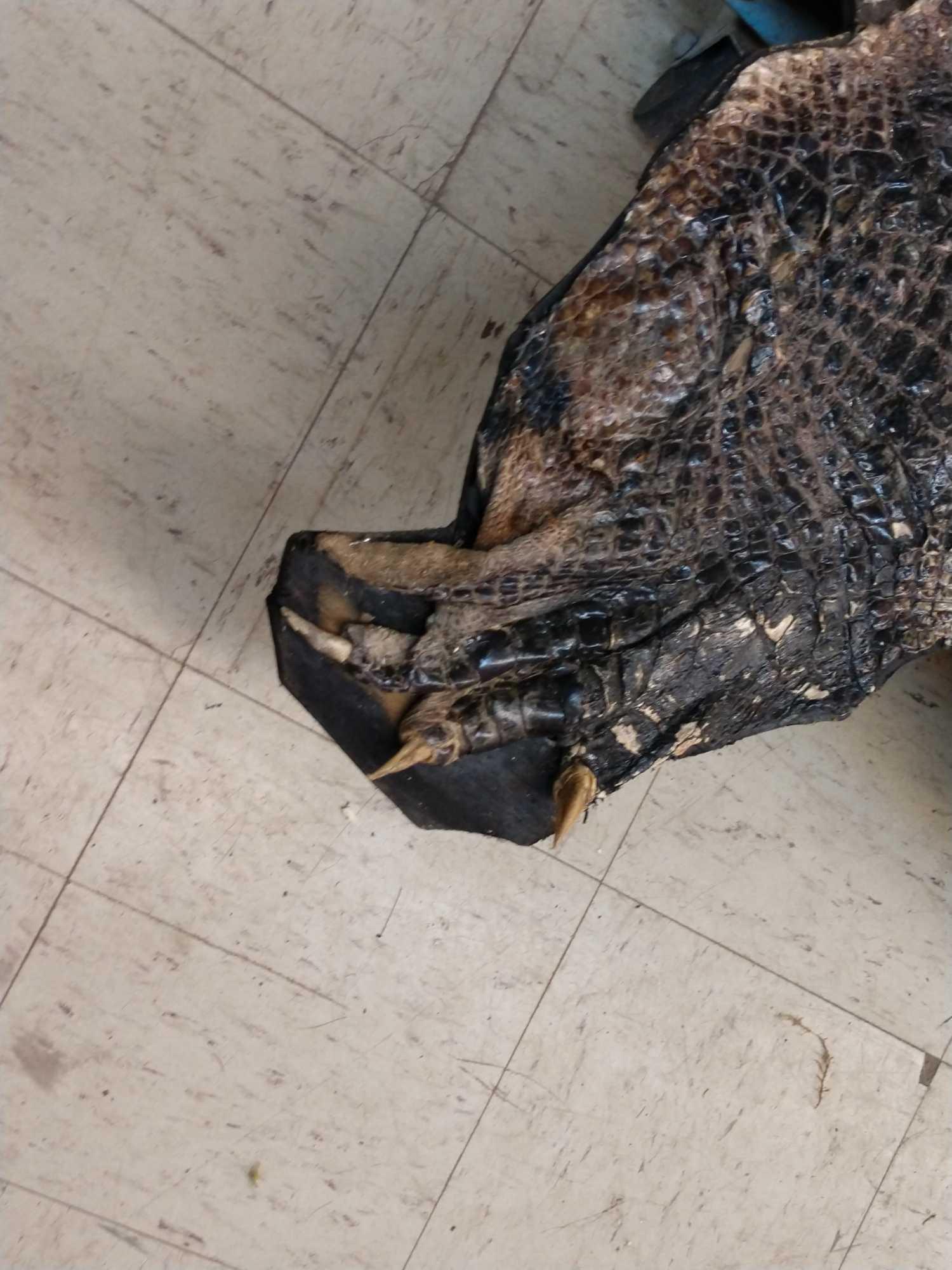 Big Alligator Taxidermy Mount