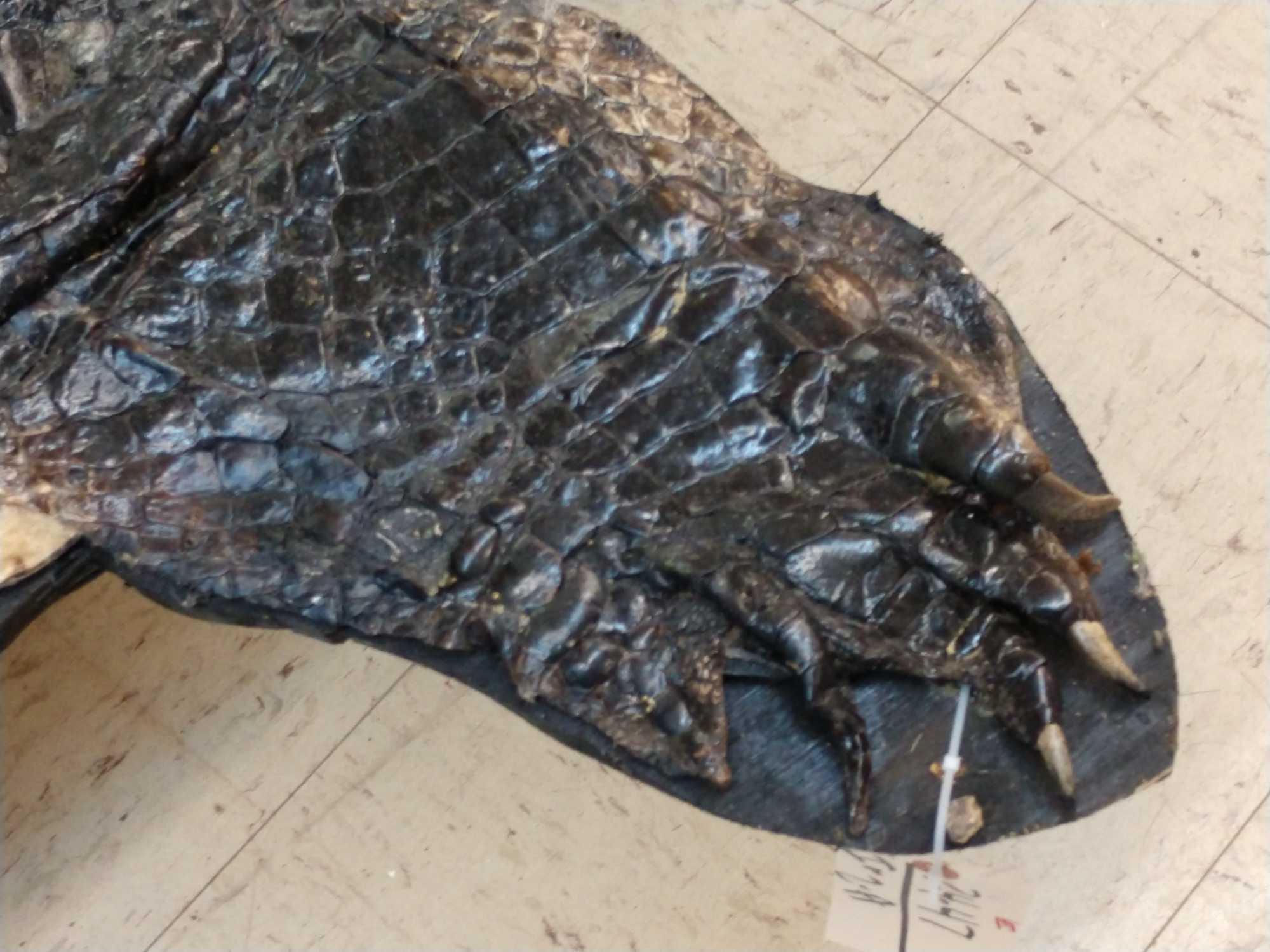 Big Alligator Taxidermy Mount