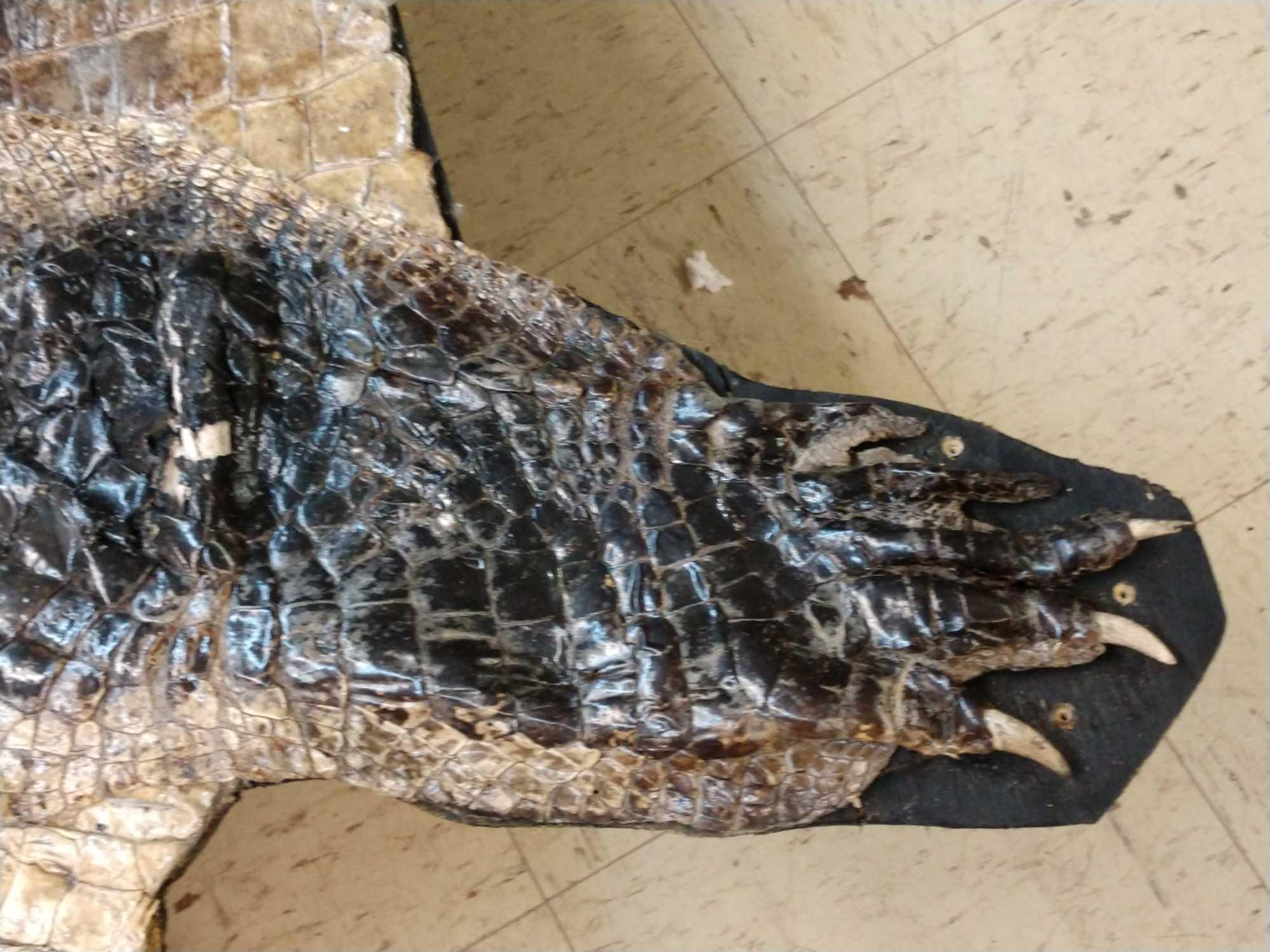 Big Alligator Taxidermy Mount