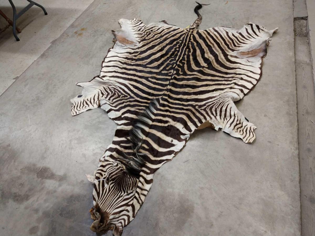 Soft Tanned Zebra Skin Taxidermy