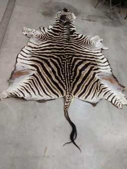 Soft Tanned Zebra Skin Taxidermy