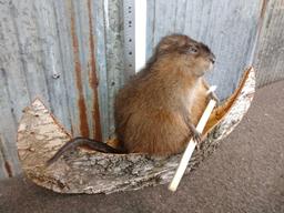 Muskrat In A Birch Bark Canoe Taxidermy