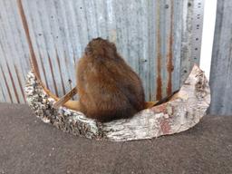 Muskrat In A Birch Bark Canoe Taxidermy