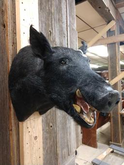 Wild Hog Shoulder Mount Taxidermy
