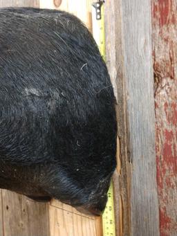 Wild Hog Shoulder Mount Taxidermy
