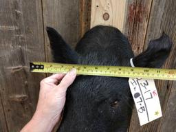 Wild Hog Shoulder Mount Taxidermy