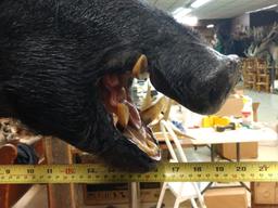 Wild Hog Shoulder Mount Taxidermy