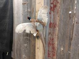 Pheasant In Flight Taxidermy