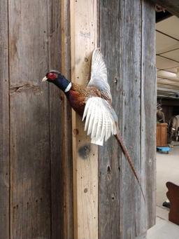 Pheasant In Flight Taxidermy