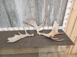 3 Small Moose Antler Singles