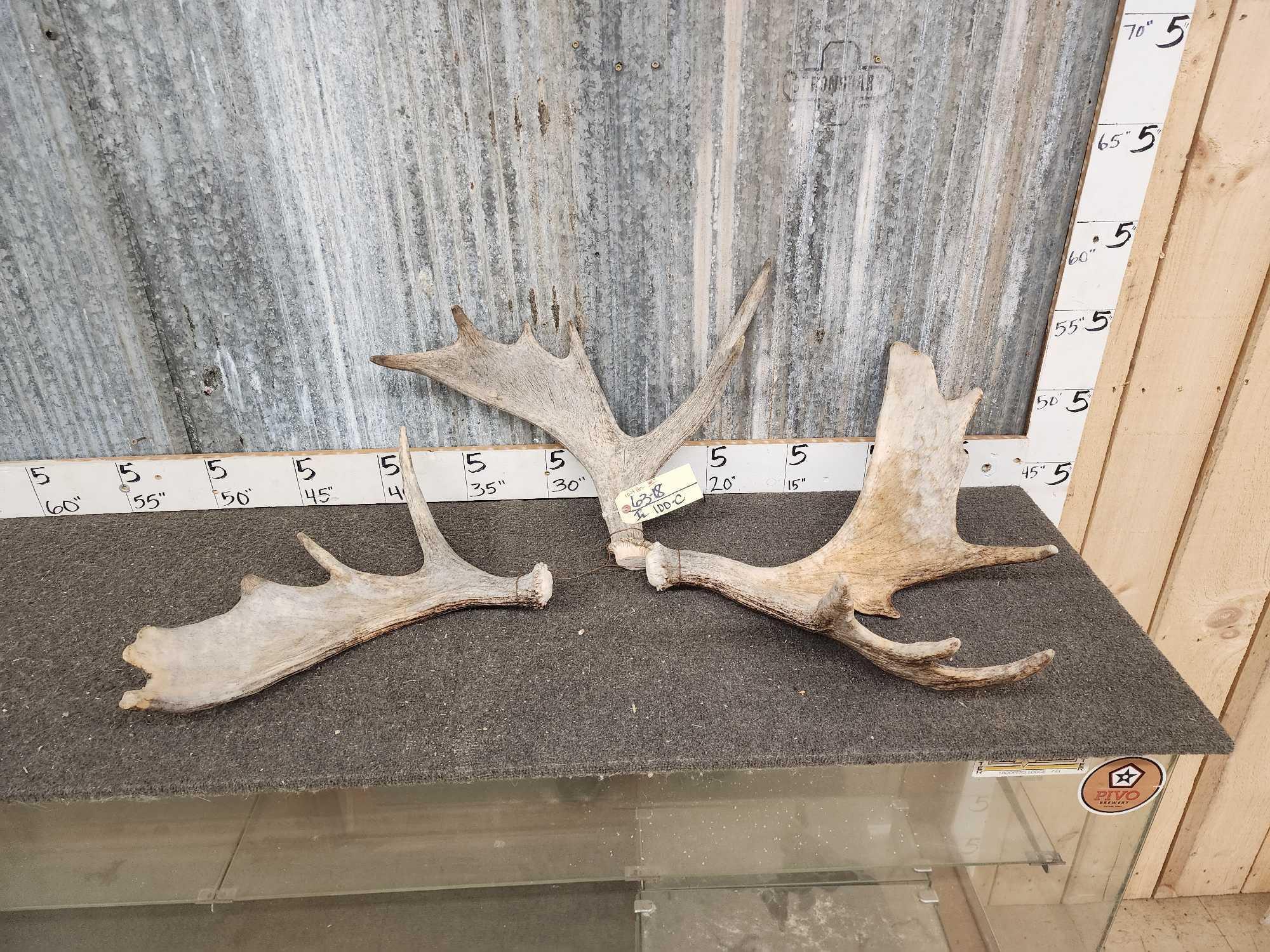 3 Small Moose Antler Singles