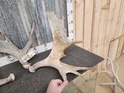3 Small Moose Antler Singles
