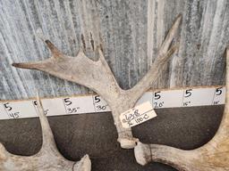 3 Small Moose Antler Singles