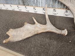3 Small Moose Antler Singles
