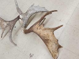 3 Small Moose Antler Singles