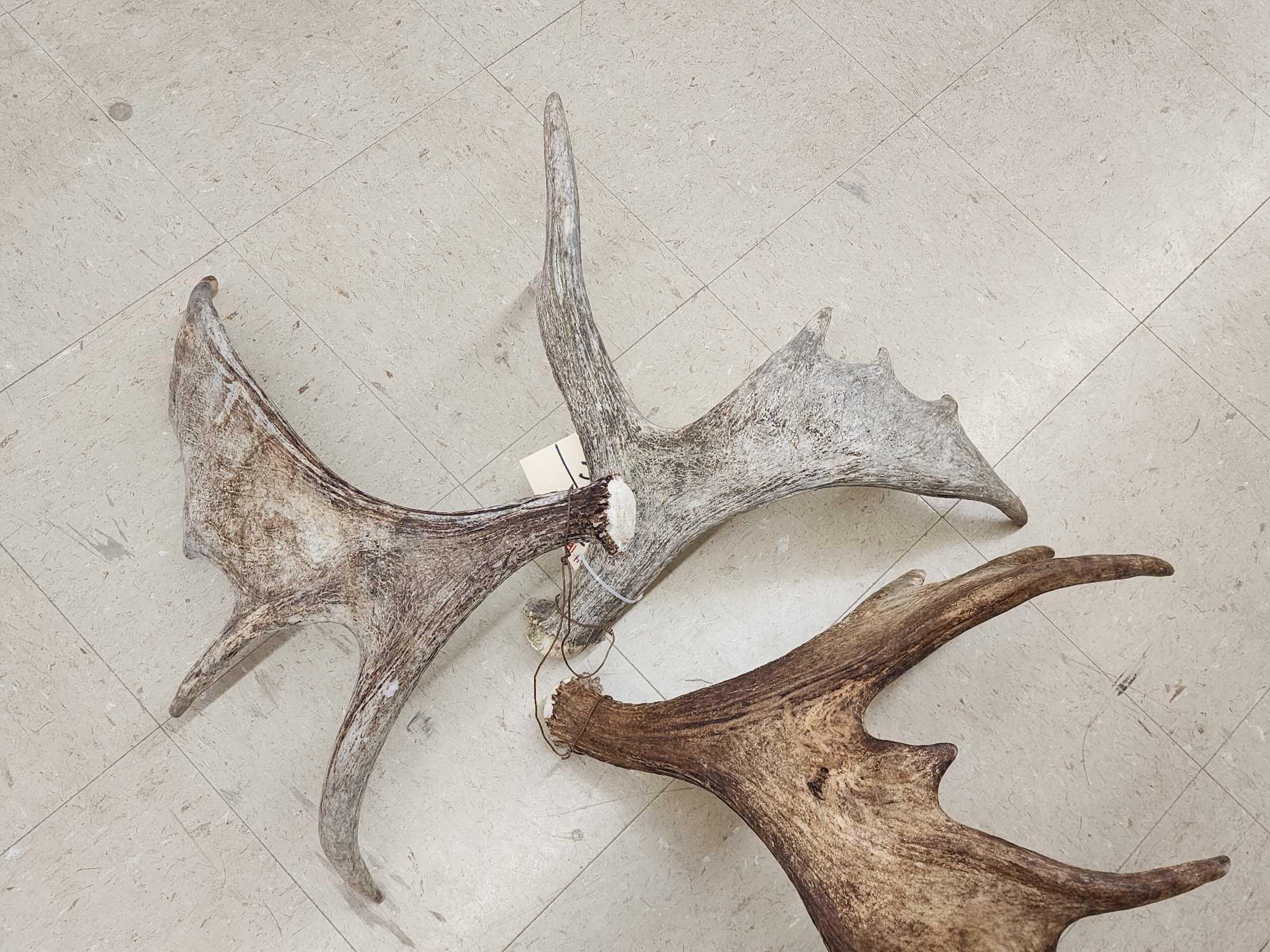 3 Small Moose Antler Singles