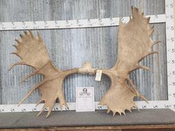 Official Boone & Crockett Record Book Moose Antlers On Skull Plate